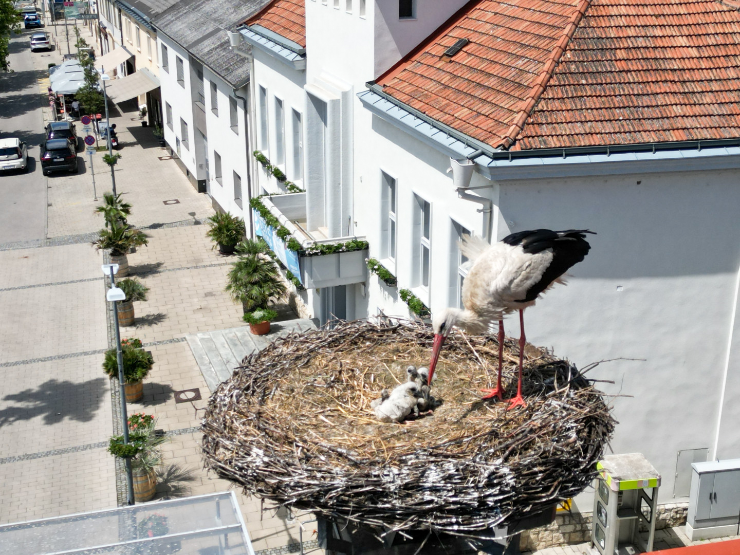 Storchennest mit Nachwuchs auf dem Dach der Kreisapotheke Neusiedl