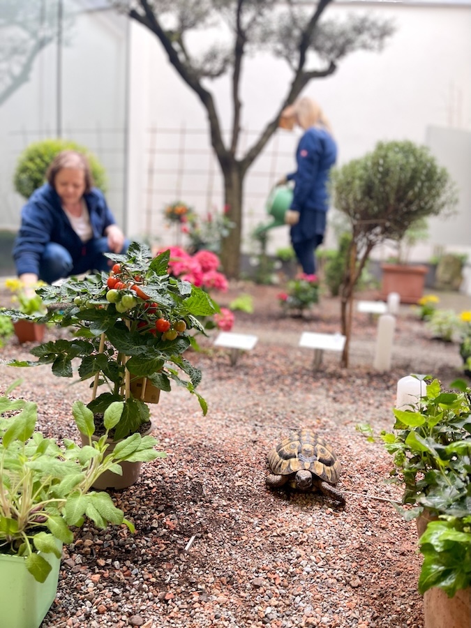 Schildkröte Tonto im Kräutergarten der Marienapotheke Eisenstadt